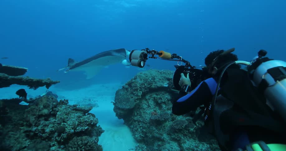 A scuba diver is taking pictures of fish and a manta underwater
