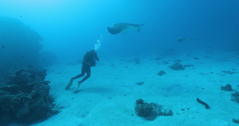 A diver filming a stingray as it swims near him and other fish swim nearby