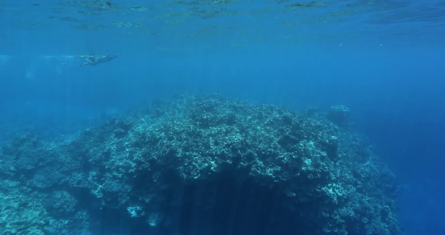 Fish swim around an ocean reef