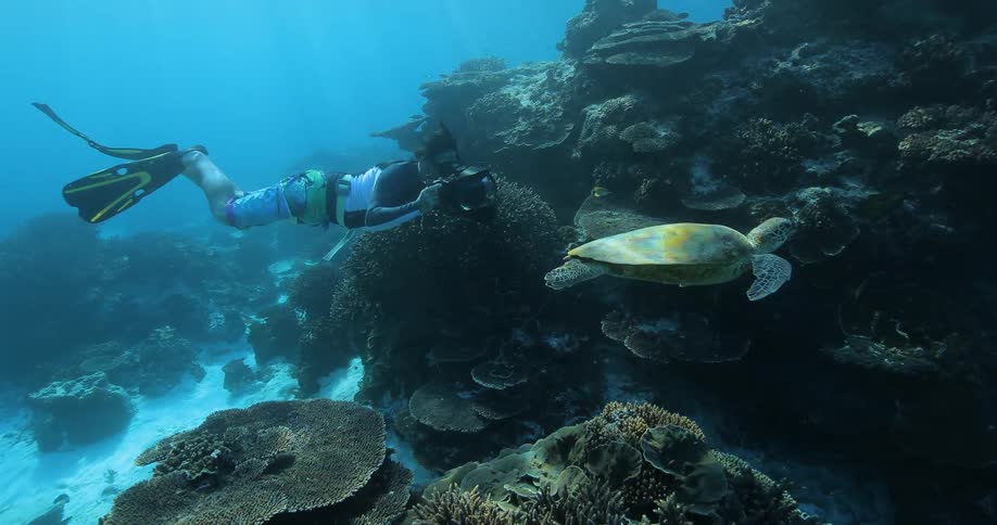 A scuba diving man captures a sea turtle on camera