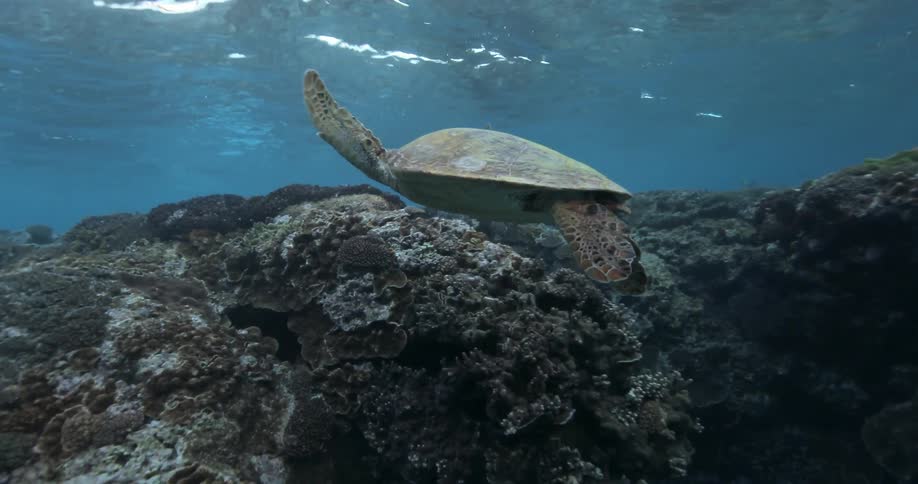 A turtle swims in the ocean