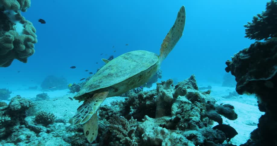A turtle on a reef in the ocean
