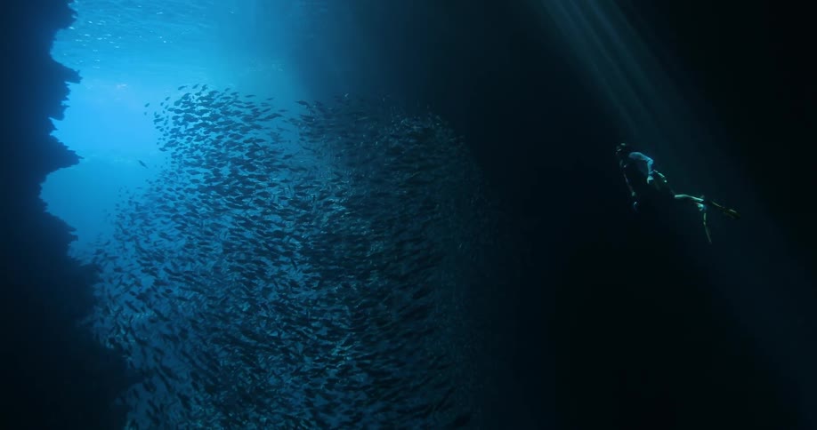 A man swims next to a large school of fish