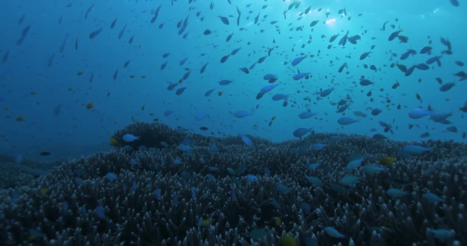 Underwater Photographers In The Ocean