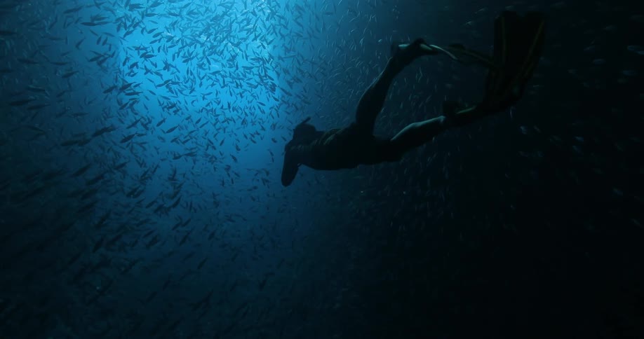 A diver in a school of fish in the ocean