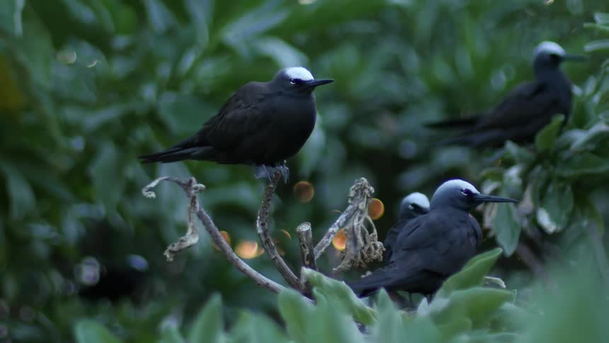 Birds are perched on some trees together