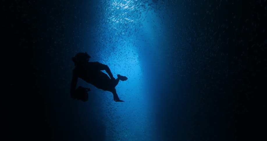 A diver swimming near a school of fish