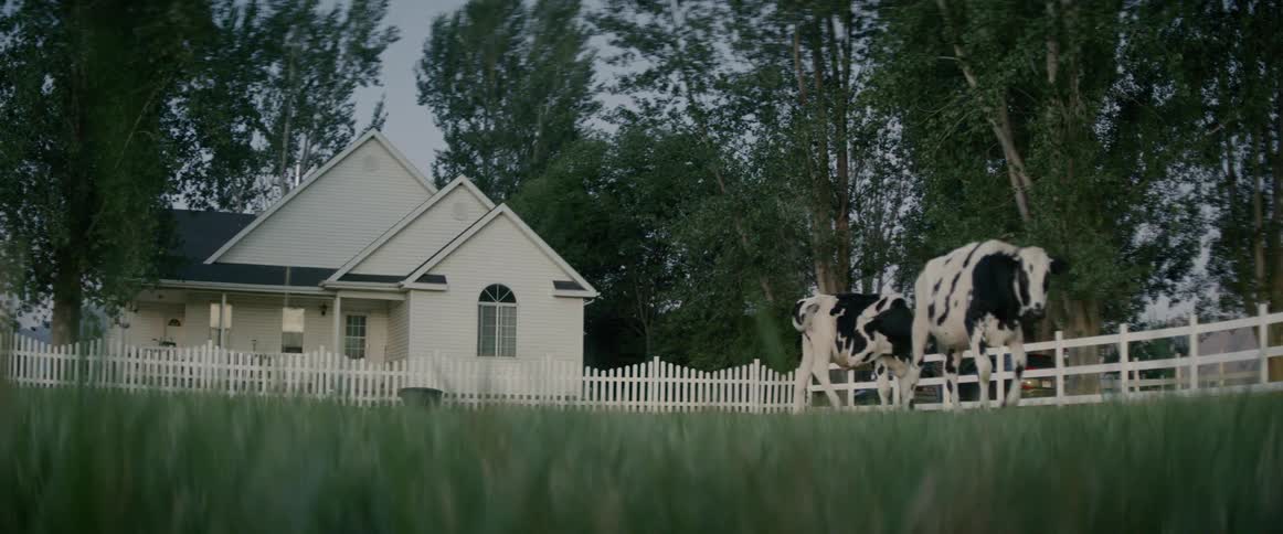 Cows stand in the garden of the house