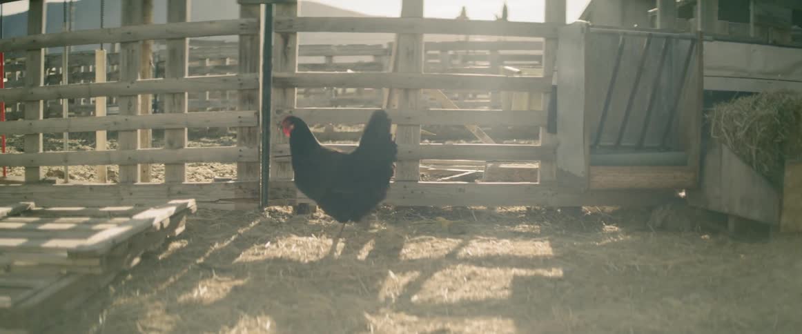 Two chickens move around in a barnyard