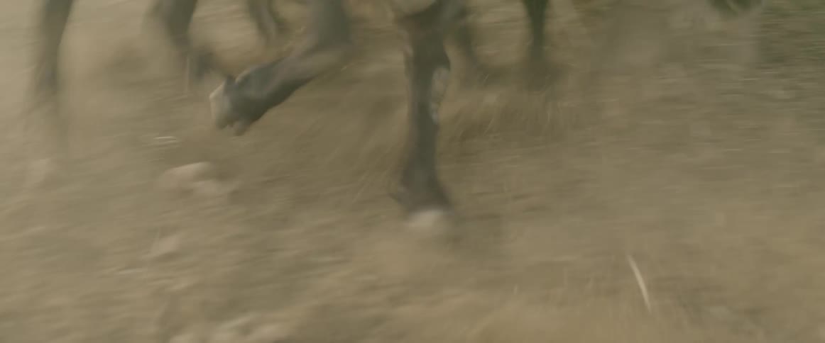 Animals run down the hill