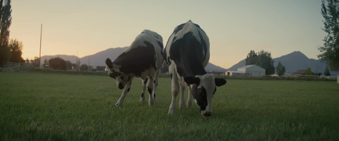 Two cows are playing together in a large open grass field