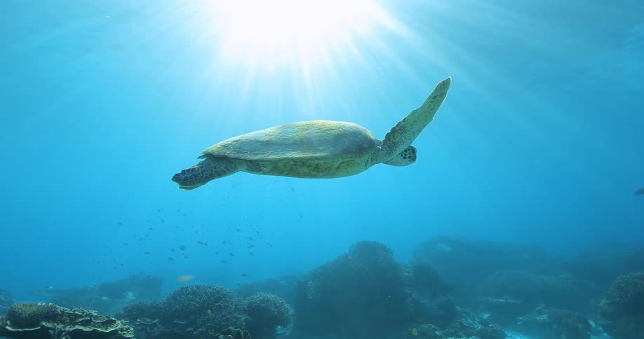 Turtle swimming in the ocean