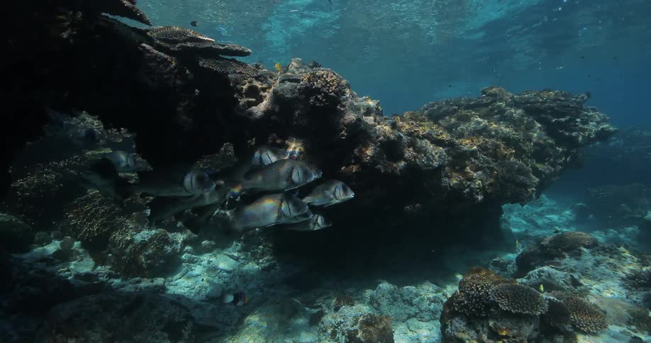 A small school of fish hiding under a rock