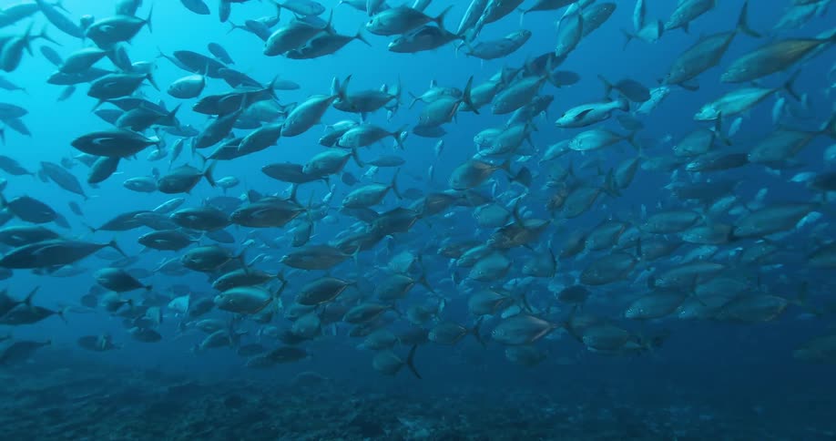 A large school of fish swim underwater