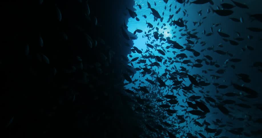 A large flock of fish are swimming underwater