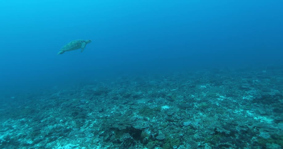 A turtle swims in the ocean