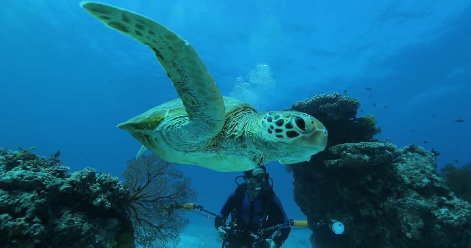 A turtle swims next to a pan with a camera