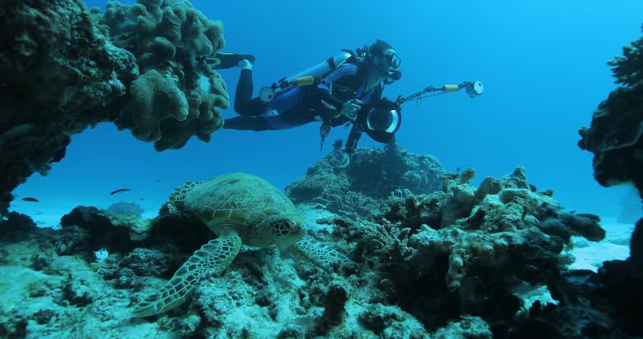 A scuba diver swims while holding a camera over some sea critters