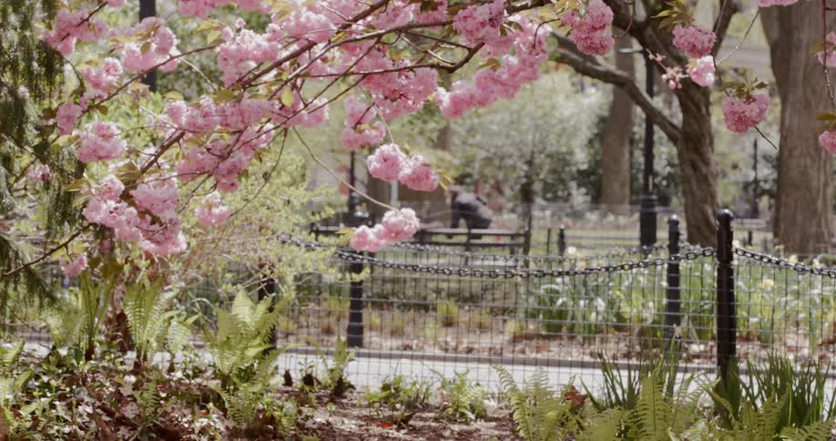 Cherry blossoms sway in the breeze while a woman plays in the park with her dog