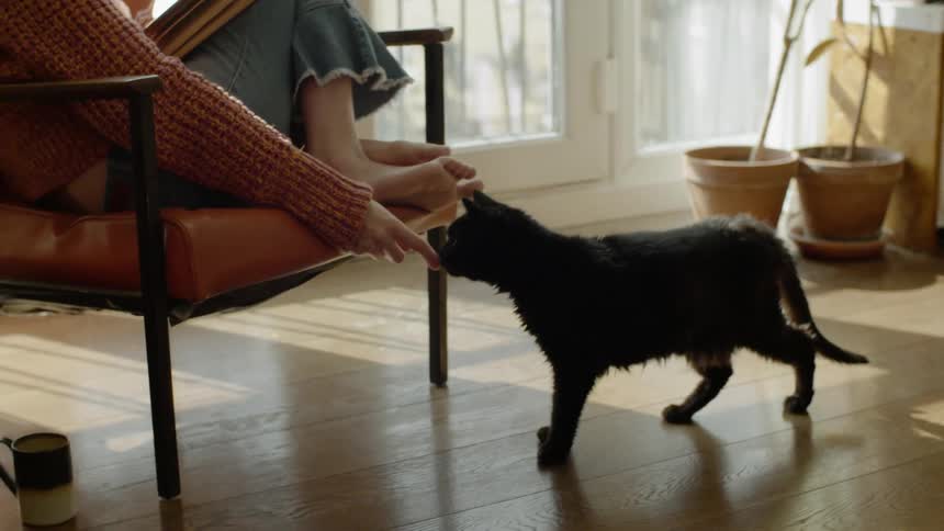Cat approaches woman sitting in chair looking for petting