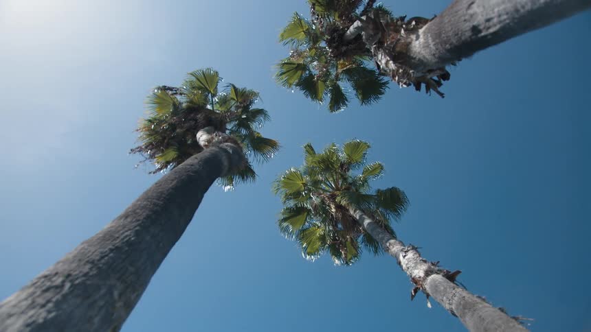 Trees in the wind