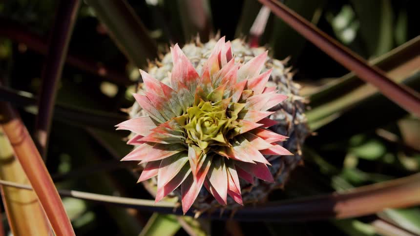 A pink and green flower growing amidst long blades of grass