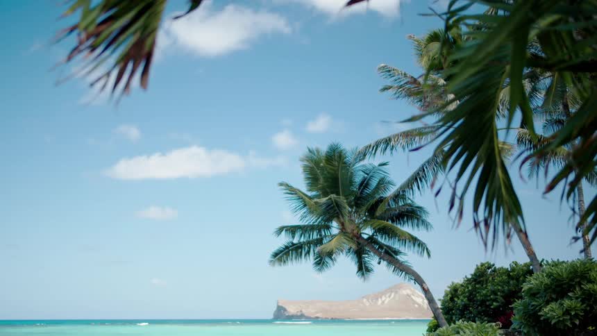 Palm trees in breeze on tropical beach