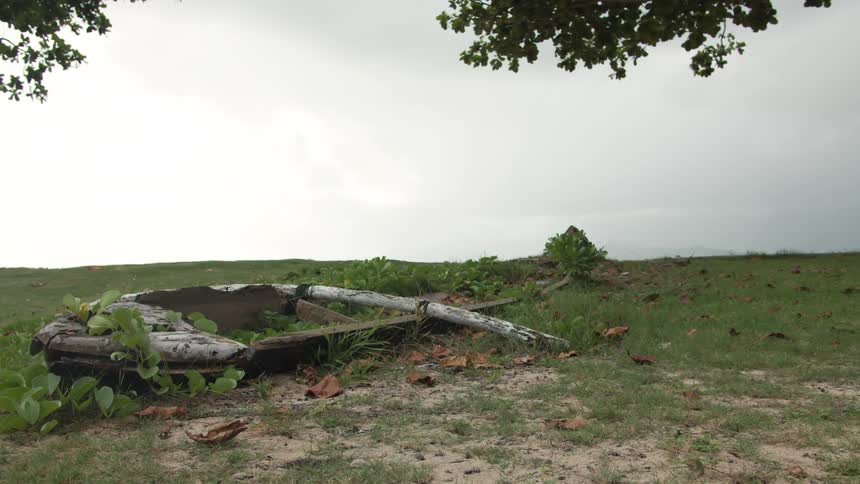 Logs lying in a field
