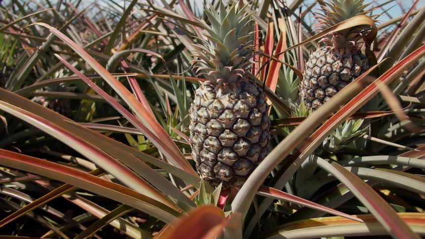 Pineapples growing amidst tall grass during the day