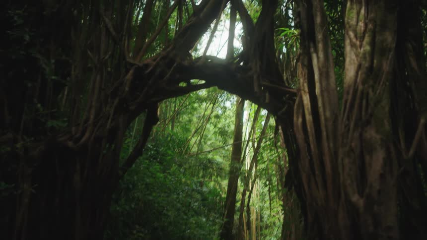 Close up view of walking through the rain forest