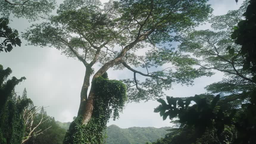 Trees in front of a large hill