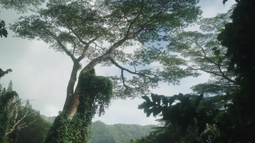 Leaves grow up the trunk of a tree in the forest