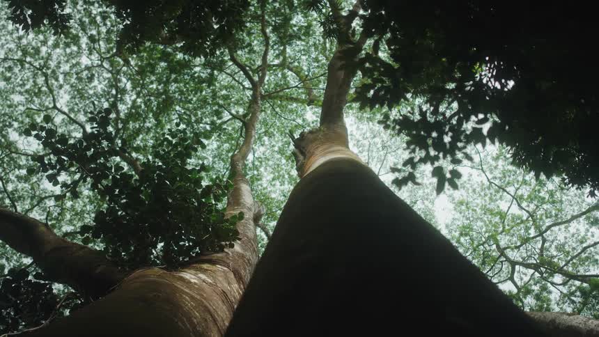 The tree trunk leads up to branches of green leaves against a blue sky