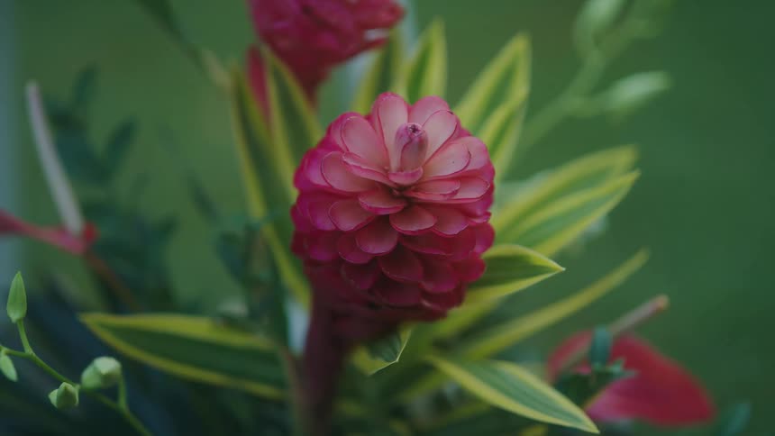A pink flower is in full bloom
