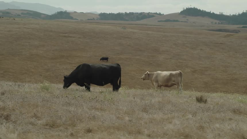 Cows graze on grass covered hills