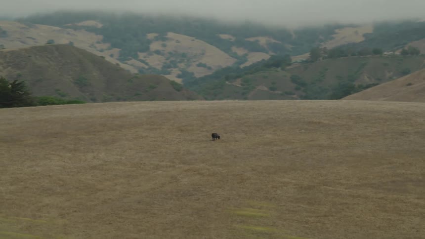 An animal is standing on the hill below