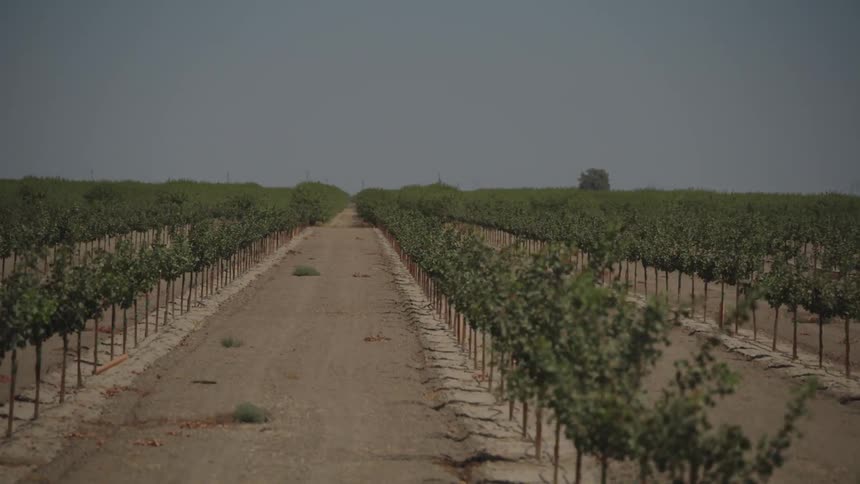 Rows of trees on a field