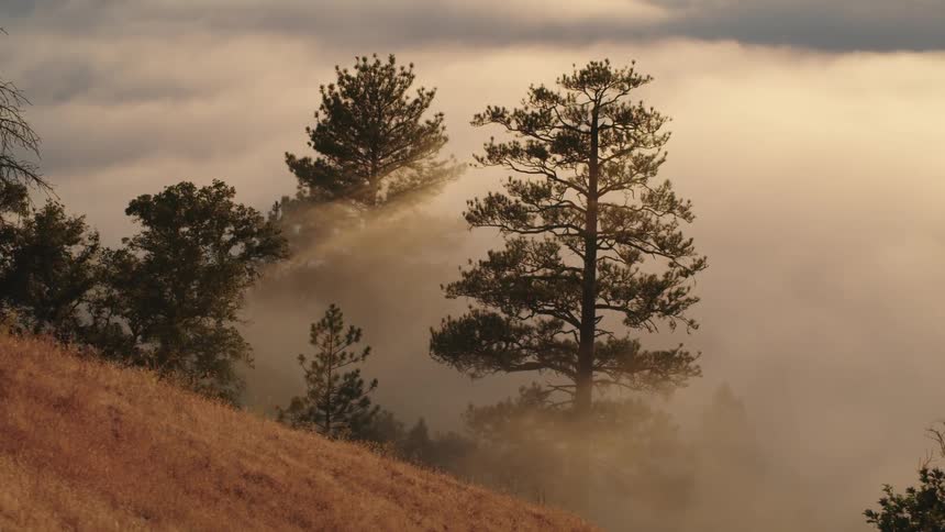Fogs sets over a forest