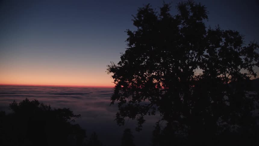 Tree atop mountain over the clouds at sunset