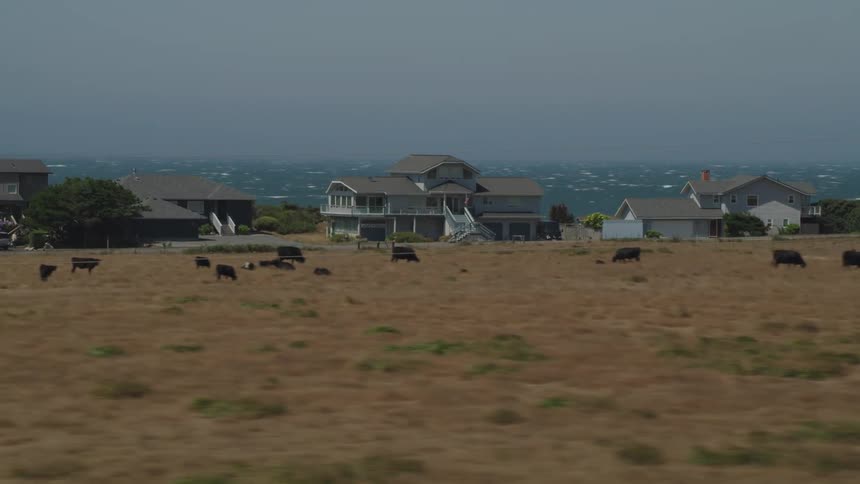 Cattle in a pasture near coastal homes