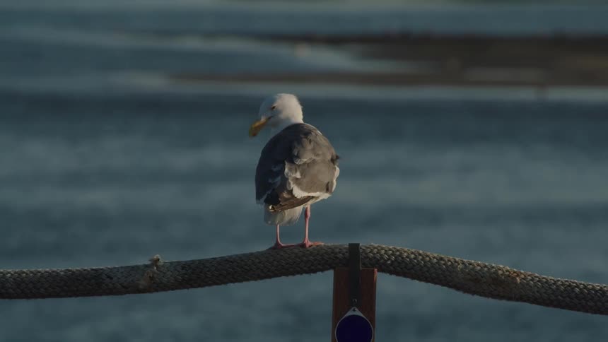 Seagull perches on a rope