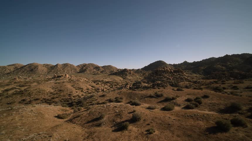 Cactus dot a desert landscape