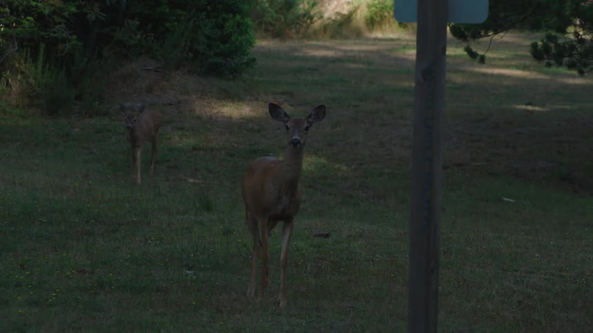 A doe and a fawn stand in shadow eating grass