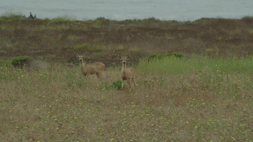 Deer standing in a field