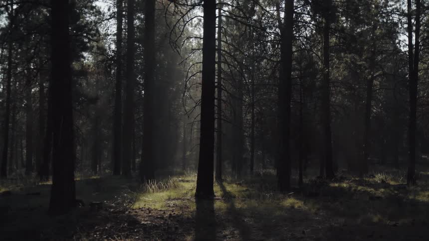 Trees in a forest