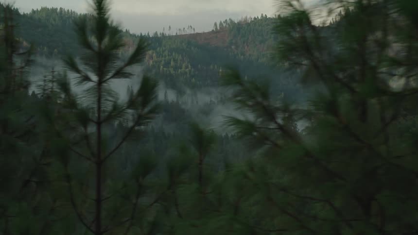 Trees are covering the forest area
