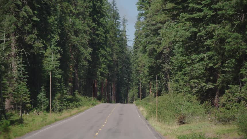 A road with forest on both sides