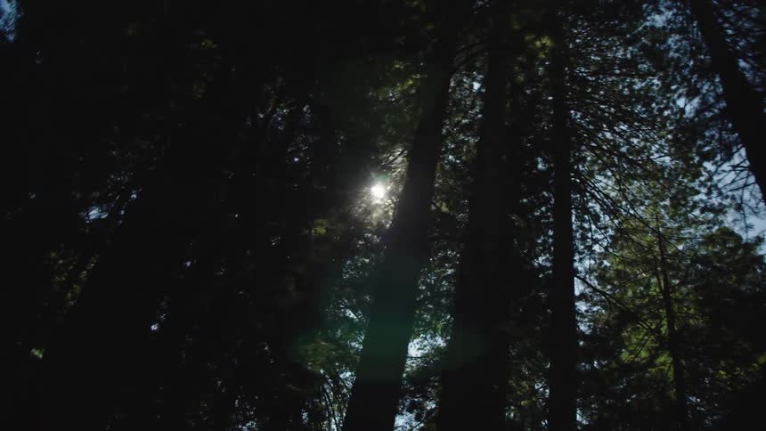 The sun shines down on a forest