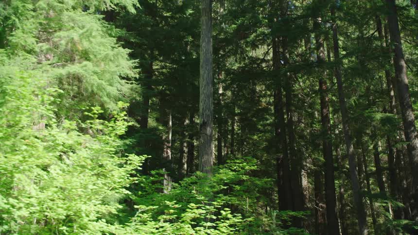 Close up view of tall pine trees in the forest