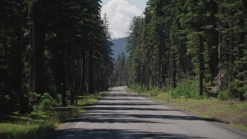 Zoom warp of rural highway surrounded by pine forest